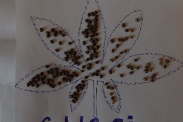 Что за приложение кракен