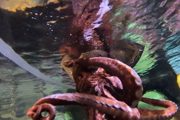 Kraken зеркало даркнет