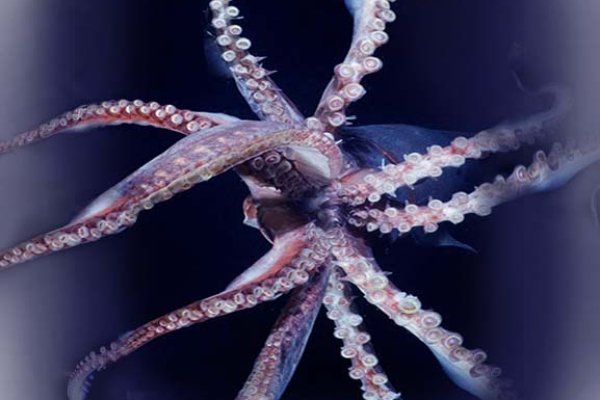Кракен актуальная ссылка kraken torion net