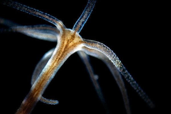 Hydra kraken